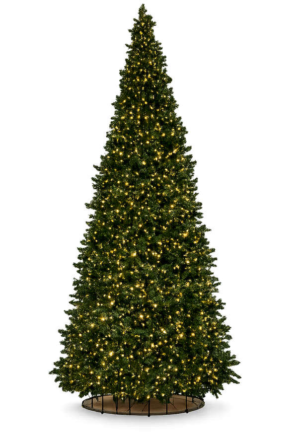 sapin-vert-conique-450cm-outdoor-2